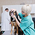 Gesundheitsrisiken in Tierarztpraxen